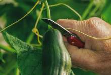 cucumber