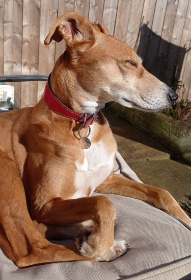 Brown dog